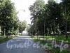 Перспектива 1-й Березовой аллеи в сторону Каменноостровского проспекта. Фото сентябрь 2011 г.