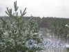 Лен. обл., Выборгский р-н, Приморское шоссе (недалеко от пос. Ермилово). Вид на лесную просеку в сторону Финского залива. Фото 7 декабря 2013 г.