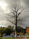 Одиноко стоящее дерево на берегу Петровского пруда. Фото октябрь 2011 года.