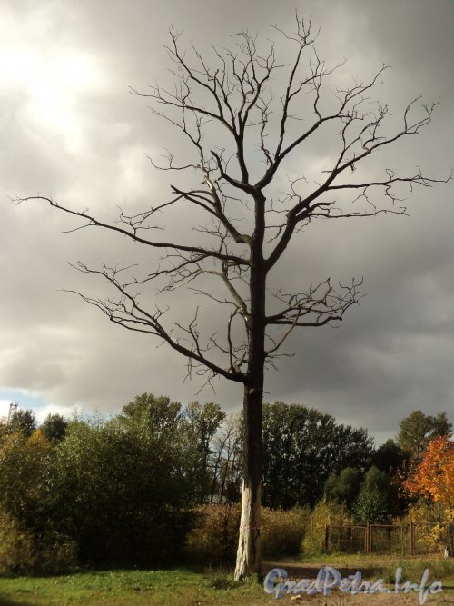 Одиноко стоящее дерево на берегу Петровского пруда. Фото октябрь 2011 года.