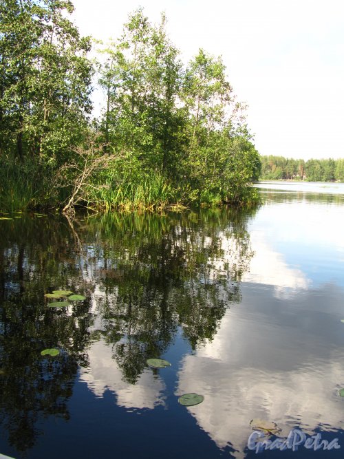 Малое Кирилловское озеро. Фрагмент береговой линии. Фото 18 августа 2012 года.