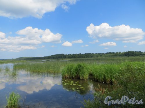 Лемболовское озеро (Верхнее) в районе поселка Вьюн. Фото 4 июля 2013 г.