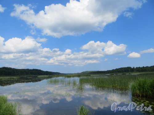 Верхнее Лемболовское озеро в районе поселка Вьюн. Фото 4 июля 2013 г.