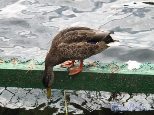 Красный пруд (Петергоф). Утки на пристани. Фото август 2013 г.