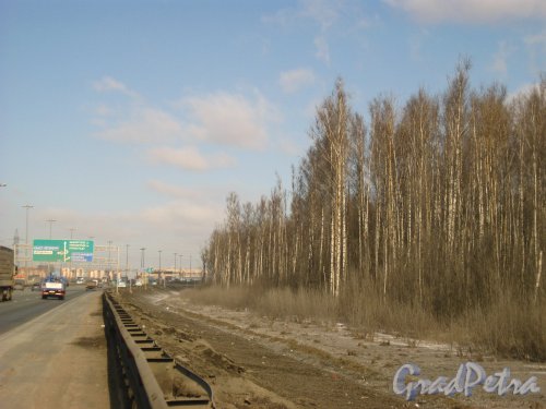 Участок леса вдоль внешней стороны Кольцевой Автомобильной дороги у съезда в сторону Мурманского шоссе, на котором будет расположен Индустриальный Парк «КОЛА». Фото 22 марта 2013 года.