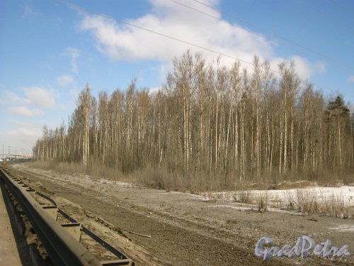 Участок леса вдоль внешней стороны КАД у съезда в сторону Мурманского шоссе, на котором будет расположен Индустриальный Парк «КОЛА». Фото 22 марта 2013 года.