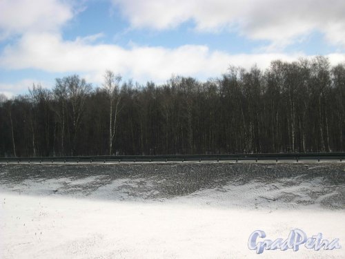 Участок леса вдоль у съезда на Мурманского шоссе с КАД, на котором будет расположен Индустриальный Парк «КОЛА». Фото 22 марта 2013 года.