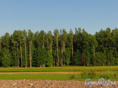 Город Сестрорецк. Безымянное озеро включенное в состав территории гольф-клуба. Раньше к нему был свободный доступ. Фото 4 июля 2013 г.