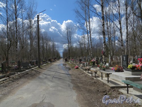 Южная кладбище. Дорога между 4-м Сосновым участком (слева) и 3-м Кедровым участком (справа). Перспектива в сторону Волхонского шоссе. Фото 1 мая 2013 года.