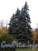 В парке Лесотехнической академии. Фото октябрь 2010 г.
