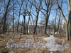 Триангуляционная вышка в парке «Александрино». Фото март 2012 г.