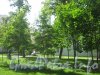 Сквер имени Андрея Петрова. Деревья, посаженные артистами и композиторами в сквере. Фото 7 июля 2012 г.