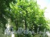 Сквер имени Андрея Петрова. Деревья на территории сквера у дома 32 по Каменноостровскому пр. Фото 7 июля 2012 г.