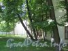 Сквер имени Андрея Петрова. Деревья на территории сквера возле дома 32 по Каменноостровскому пр. Фото 7 июля 2012 г.