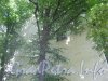 Сквер имени Андрея Петрова. Деревья на территории сквера возле дома 32 по Каменноостровскому пр. Фото 7 июля 2012 г.