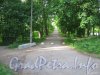 Парк «Новознаменка». Тропинка в парке в сторону Петергофского шоссе. Фото 9 июля 2012 г.