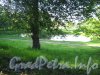 Озеро в парке «Новознаменка». Вид от дома 19, литера А по ул. Чекистов. Фото 9 июля 2012 г.