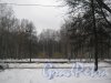 Парк Сосновка. Вид со стороны дома 53 по Светлановскому пр. Фото 8 февраля 2013 г.