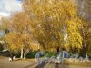 Муринский парк. Березовая аллея вдоль озера. Фото октябрь 2013 г.