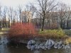 Малоохтинский сад. Общий вид пруд с островком. Фото ноябрь 2012 г. 