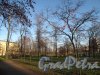 Малоохтинский сад. Общий вид. Фото ноябрь 2012 г. 
