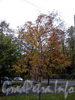 Осень в Василеостровском саду. Фото октябрь 2009 г.