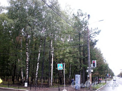 Вид на парк Сосновка с угла проспекта Мориса Тореза и улицы Витковского. Фото октябрь 2009 г.