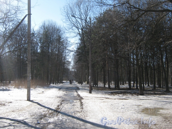 Аллея в парке Александрино. Фото март 2012 г. от дома 71 корпус 5 по пр. Ветеранов. Вид в сторону ул. Козлова.