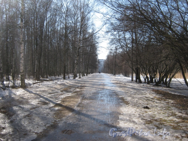Аллея парка «Александрино» от дома 75, корпус 3 по пр. Ветеранов в сторону ул. Козлова. Фото март 2012 г.