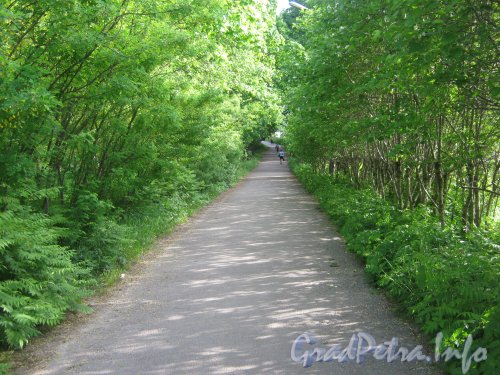 Парк «Новознаменка». Дорожка в сторону ул. Пионерстроя. Фото 9 июля 2012 г.