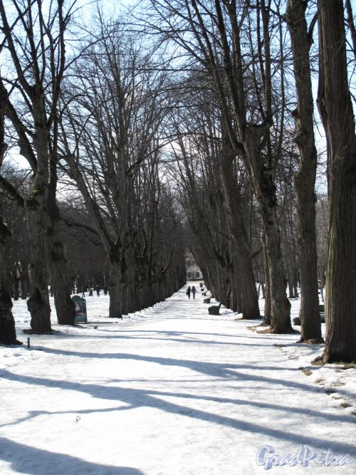 парк Павловский. Тройная липовая аллея. Фото апрель 2012 г