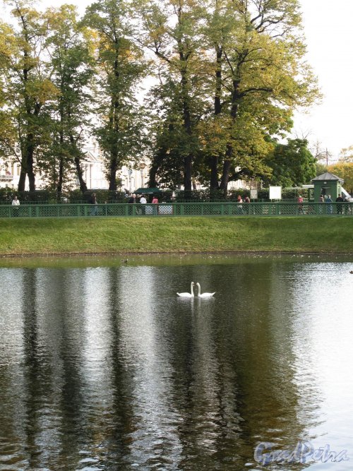Летний сад. Карпиев пруд с лебедями. Фото октябрь 2012 г.
