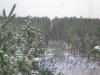 Лен. обл., Выборгский р-н, Приморское шоссе (недалеко от пос. Ермилово). Вид на лесную просеку в сторону Финского залива. Фото 7 декабря 2013 г.