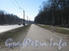 Пешеходная дорожка параллельно пр. Ветеранов и парку «Александрино». Фото март 2012 г.