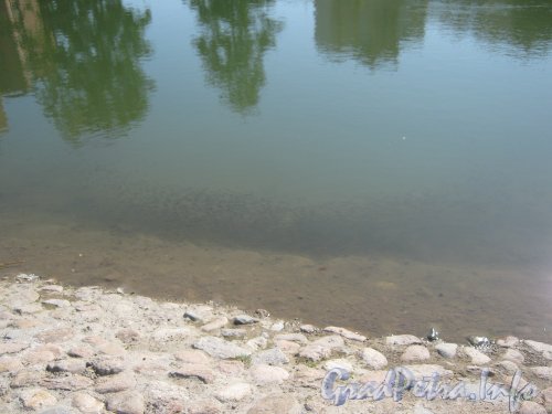 Микрорайон «Форели». Пруд и рыба в нём. Фото 13 августа 2012 г.