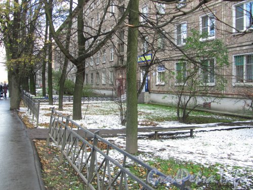 Пр. Елизарова, дом 24. Палисадник перед подъездами жилого дома. Фото октябрь 2012 г.