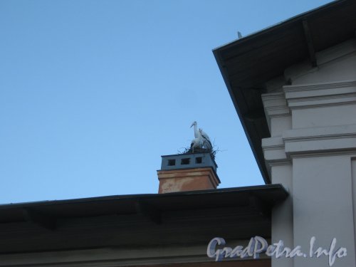 Пр. Мориса Тореза, дом 89. Вид с пр. Мориса Тореза на фигурки аистов на крыше дома. Фото 4 сентября 2012 г.