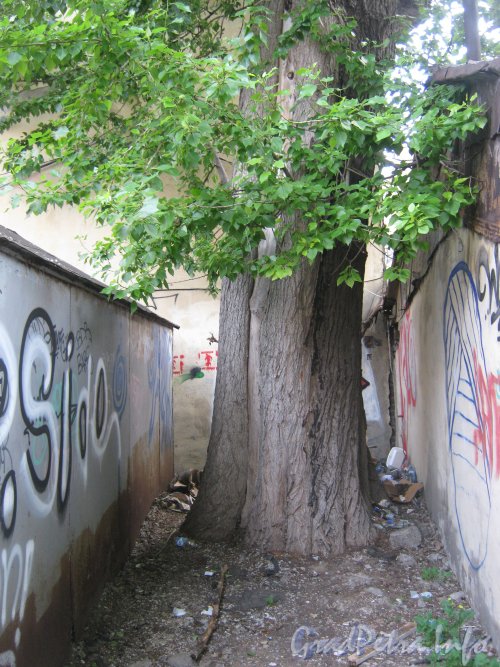 Каменноостровский пр., дом 26-28. Гаражи в 1 дворе и дерево между ними. Фото 7 июля 2012 г.